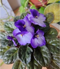 FLOWERS VIOLETS         virtual digital photo picture card image J027T1 Julia