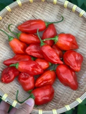 Aji Strawberry Pepper Seeds 