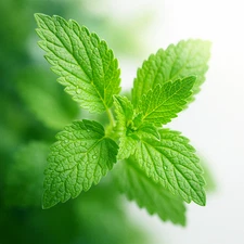 2000+ LEMON BALM CITRONELLA PERENNIAL SEEDS MOSQUITO INSECT REPELLENT NON-GMO US