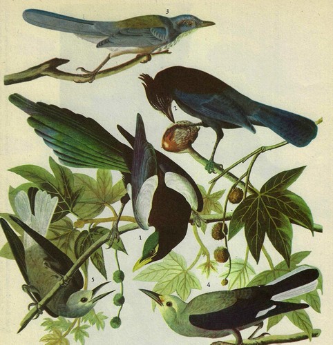 4 Western Corvids Bird 1946 Color Art Print John James Audubon Nature DWV2D