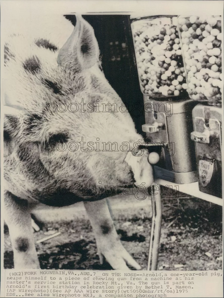 1975 Press Photo Pig Helps Himself to Gumball Out of Machine Fork Mountain  VA