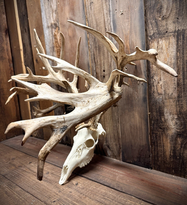 #ad Mega Giant Whitetail European Mount Skull $1800.00