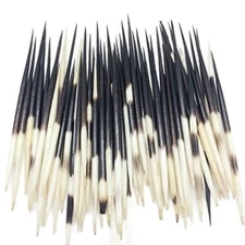 20PC South Africa Porcupine Quills (4 Inch ~ 6 Inch)