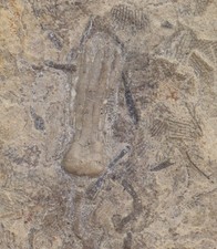 Crinoide, Phanocrinus formosus, Karbon, Morgan County, Alabama, USA-m616