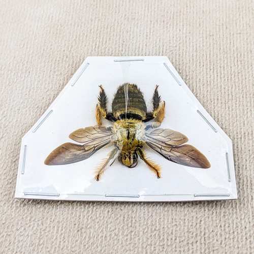 Golden brown male/female Xylocopa Confusa Tropical Carpenter Bee specimen craft - Picture 3 of 11
