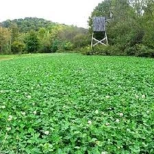 5# DEER GREENS & SUGAR BEETS Deer Food Plot Seed Mix Beets Radish Rape Turnips