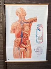 VINTAGE ANATOMICAL SCHOOL PULL DOWN CHART OF THE HUMAN LYMPH SYSTEM  PAPER