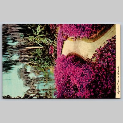 Postcard Down Azalea Lane at Florida's Cypress Gardens