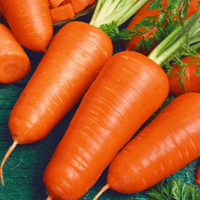 1000 CARROT SEEDS -- CHANTENAY RED CORED -- ORGANIC -- HEIRLOOM -- FRESH