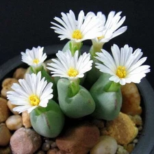 Mixed White Flower Lithops Seeds, Succulent Plants, 100 Seeds