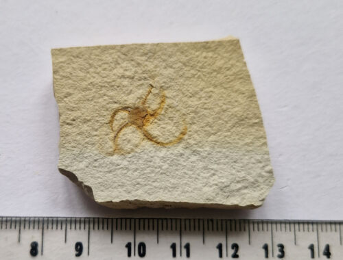 Gorgeous  Fossil Brittlestar Starfish  -Solnhofen Germany - 1.4cm  - 第 1/1 張圖片