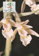 Maximumkarte Berlin West 18. Oktober 1984: Orchideen, Die Echte Sumpfwurz