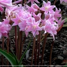 Set of 2 or 3 Amaryllis Belladonna Bulbs Lily Pink Naked Ladies Plant Read descr