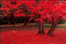 25 Scarlet CAROLINA RED MAPLE Tree Acer Rubrum Seeds