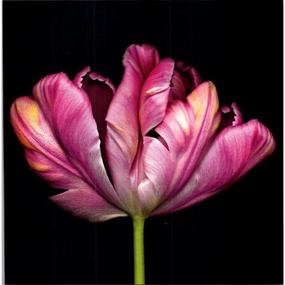 Parrot Tulip Hybrid Tulip Book Plate Print SJ7