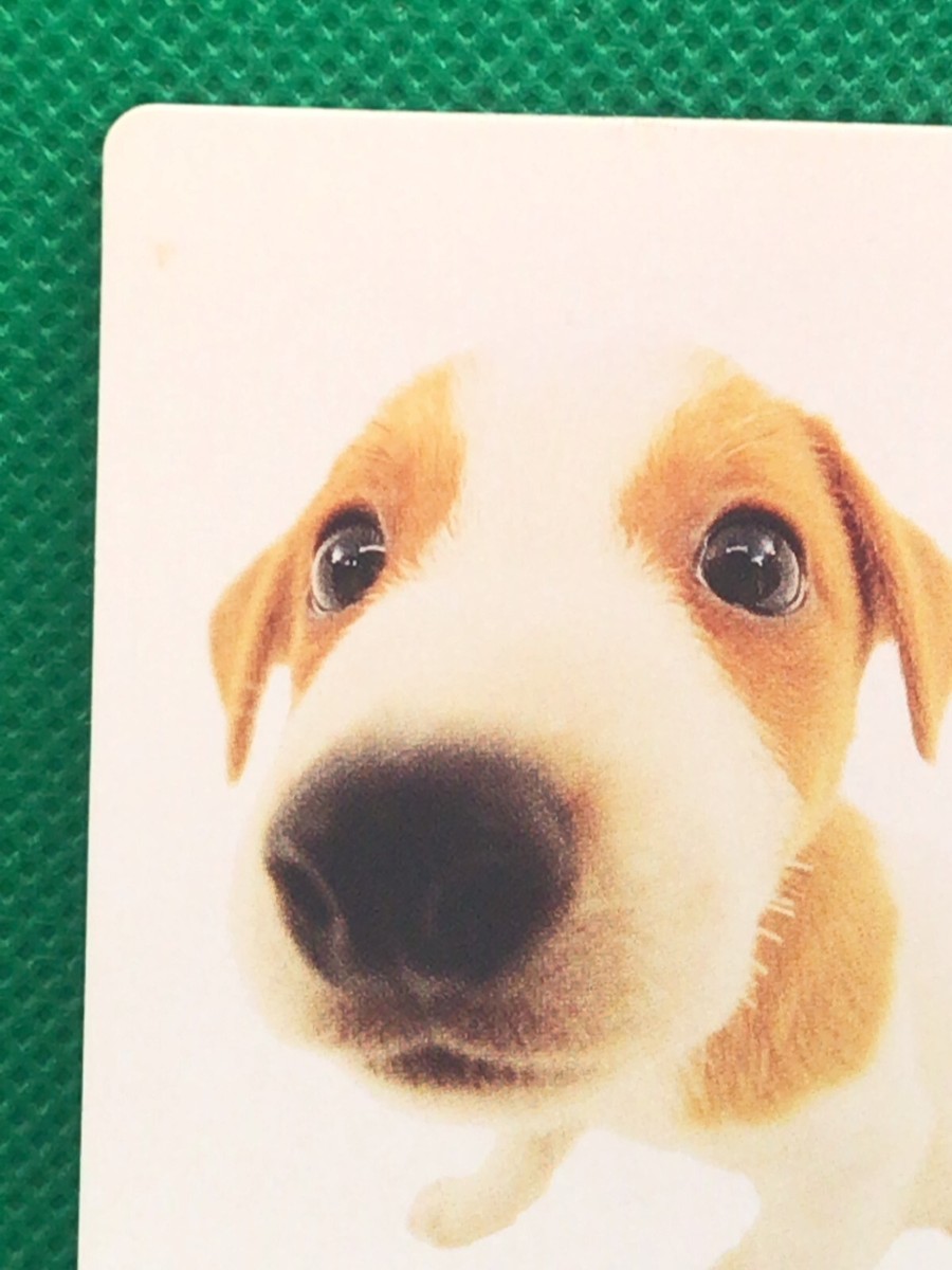 THE DOG Jack Russell Terrier artist collection card McDonald's