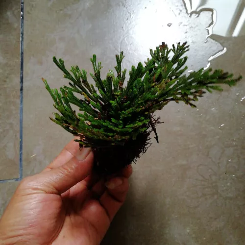 ROSE VON JERICHO, die Pflanze, die niemals stirbt Wunderpflanze Geschenkidee - Bild 11 von 14