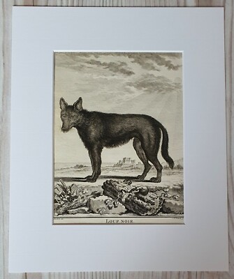 Antiker Kupferstich Wolf Buffon 18 Jh. LOUP NOIR Frankreich Original