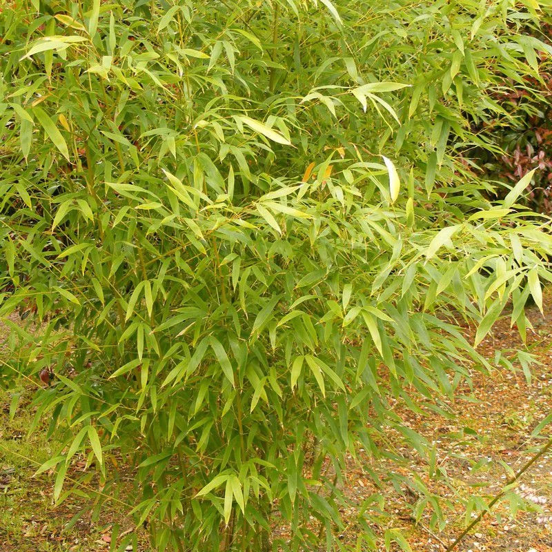 Phyllostachys aurea plante brise vue persistante et grand bambou jaune