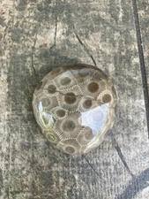 2.4oz Beautiful Full Polished Petoskey Stone Fossil Lake Michigan Coral Dark Eye