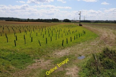 Photo 6x4 Tree saplings Loddington/SP8178 Tree saplings planted on farml c2014