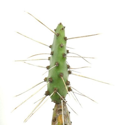 Opuntia affinis polyacantha (Keams Canyon, Arizona, USA) - Plains prickly pear |