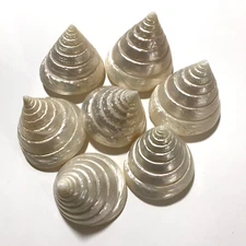 Lot of 7 TROCHUS NILOTICUS MOTHER OF PEARL Shell Seashells Beach Nautical Decor