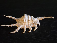 Strombidae Lambis Scorpio 5.25" Bohol Philippines Long Spines! 1990's