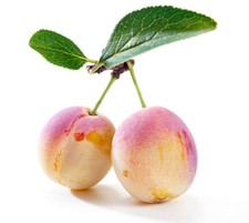 Eau de vie de mirabelle 2014 (75 cl)