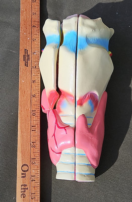 3-D Human LARNYX Anatomical Model 3 Part Doctor's Office Student Teaching Doll