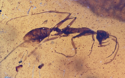 RARE Haidomyrmex (Hell Ant), Fossil insect inclusion in Burmese Amber