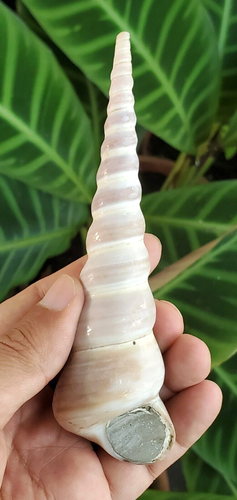 86 Gr Exreme Rare Big Turritella Gastropoda Cyrstal Fossil Molusca, Seashells - Picture 10 of 11