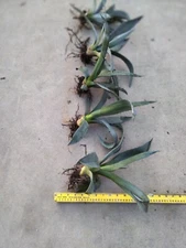 5 live plants ***AGAVE Americana*** Blue   Bare Root 12"+