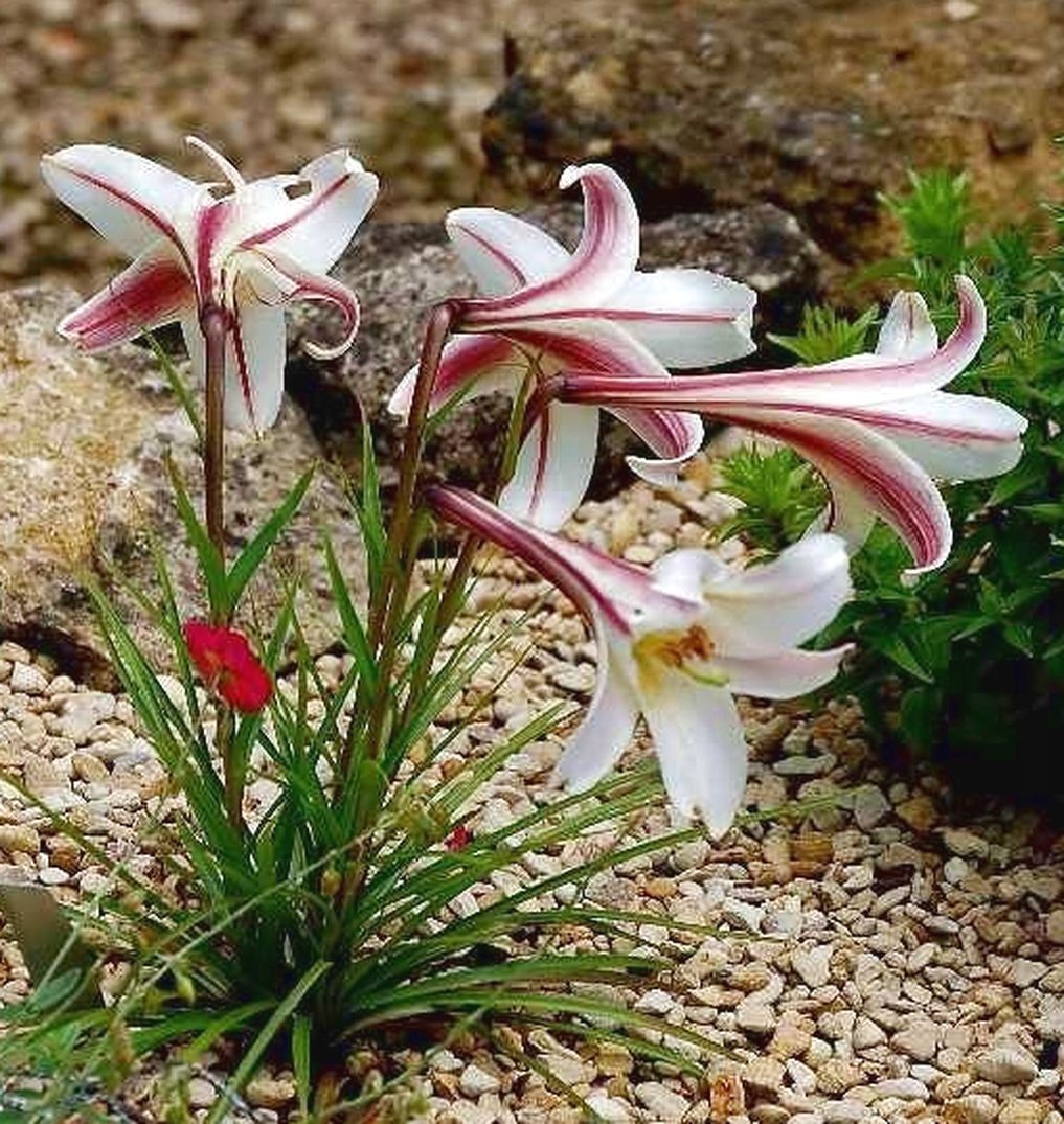 LILIUM PRICEI, LIRIO DE FORMOSA ENANO