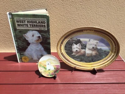 gumtree west highland terrier