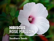 Rose Mallow Seeds, Heirloom Hardy Hibiscus Flower, USA Grown