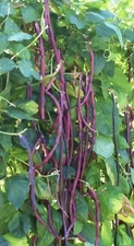 ORGANIC Red Noodle Yard Long Bean Seeds | Chinese Purple Cowpea Approximately 30
