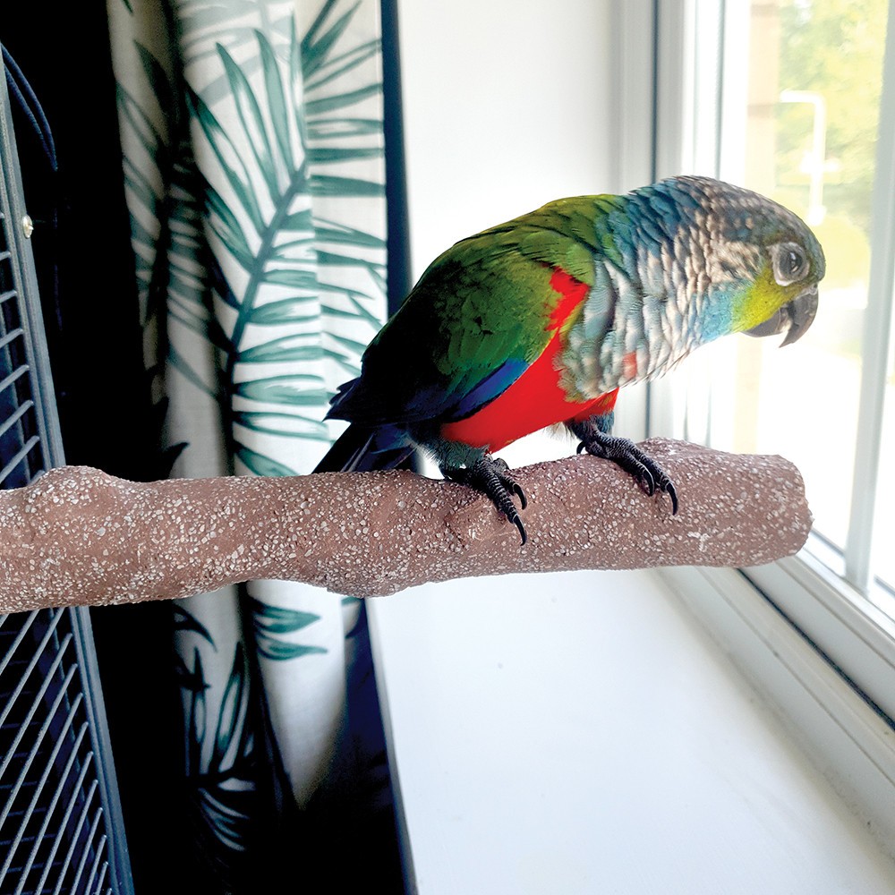 Beach Branch Perch Medium Edible Parrot African Grey Conure Cockatoo Macaw Perch