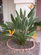 20in Organic USA Bird of Paradise Orange Flower Strelitzia Live Plant