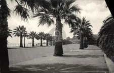 SANTA BARBARA CA California Palm Trees Boulevard RPPC Photo Postcard COPY