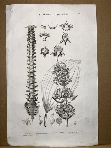 Antique Steel Engraving 1834 Anatomy Medicine Surgery Doctor Doctor Botany