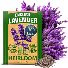 Premium English Lavender Seeds - 1,300 High Germination Herb Seeds
