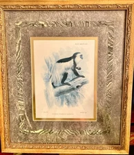 Vintage Print of 19 C. Drawing Monkey Colobus Guereza Matted Glass Frame 15x13"