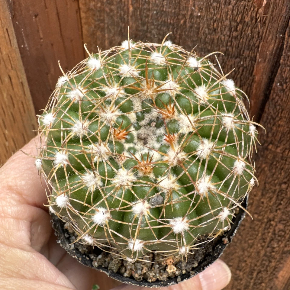 Frailea Pumila, Britton Rose Live Cactus Plant - Image 2 of 4