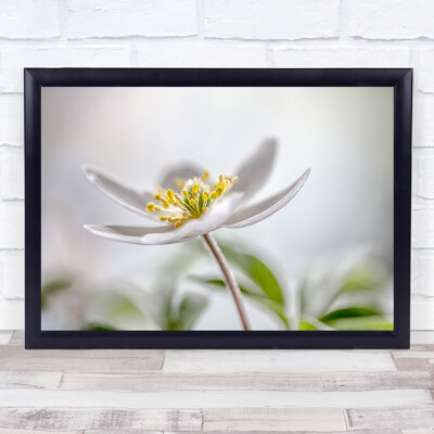 Holz Anemone Blume Bokeh weich zart Zärtlichkeit sanft zart Wandkunstdruck