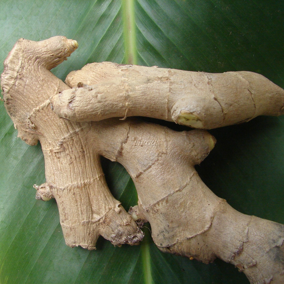 EDIBLE ~GINGER ROOT~ Zingiber HOT & SPICY Zingiber officinale LIVE