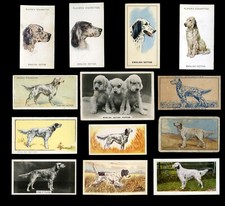 ENGLISH SETTER GUN DOG VINTAGE CIGARETTE & TRADE CARDS - X 13 all original