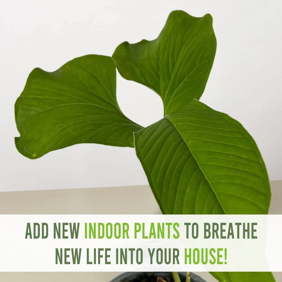 Anthurium draconopterum by LEAL PLANTS ECUADOR |Green Live House Plant - Image 2 of 4