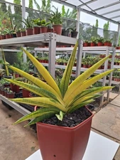 Sansevieria Marsha Anjani Variegated big Rare Uniqe Snake Plant