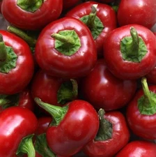 Red Cherry Hots Hot Pepper Seeds 50+ CHERRY BOMB Vegetable HEIRLOOM USA FREE S&H